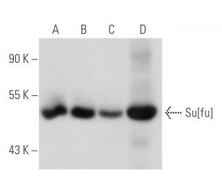 Su[fu] Antibody (F-4) - Western Blotting - Image 55082The Double Nickase Plasmid features a U6 promoter for sgRNA expression, a 20 nt targeting sequence, and a gRNA scaffold to guide Cas9n. It includes a CBh promoter for Cas9n (D10A) and puromycin resistance, GFP for transfection verification, and nuclear localization signals (NLS). The 2A peptide allows co-expression of Cas9n and Puro from a single promoter, enabling precise genome editing with reduced off-target effects. 