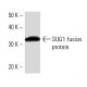 SUG1 Antibody (2837C4a) - Western Blotting - Image 16893 