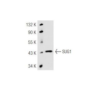 SUG1 Antibody (2837C4a) - Western Blotting - Image 45971 