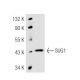 SUG1 Antibody (2837C4a) - Western Blotting - Image 45971 