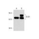 SUG1 Antibody (2837C4a) - Western Blotting - Image 73233