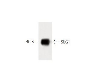 SUG1 Antibody (35) - Western Blotting - Image 60212 