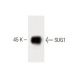 SUG1 Antibody (35) - Western Blotting - Image 60212 