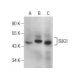 SUG1 Antibody (C-3) - Western Blotting - Image 155637