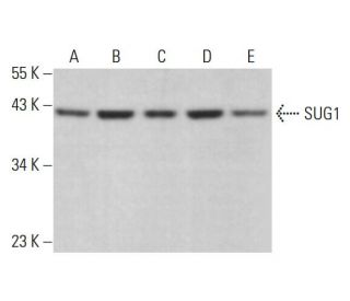 SUG1 Antibody (C-3) - Western Blotting - Image 375447 