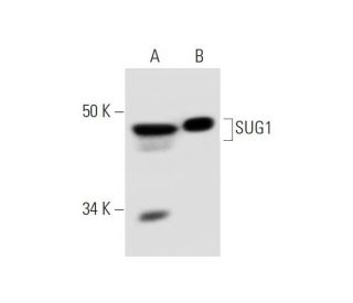 SUG1 Antibody (H-7) - Western Blotting - Image 289001
