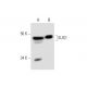 SUG1 Antibody (H-7) - Western Blotting - Image 289001