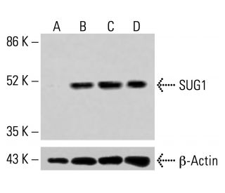 SUG1 Antibody (H-7) - Western Blotting - Image 415110 