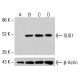 SUG1 Antibody (H-7) - Western Blotting - Image 415110 