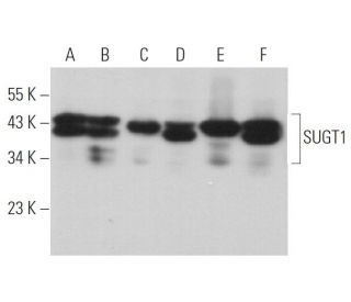 SUGT1 Antibody (B-3) - Western Blotting - Image 373584 