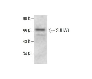 SUHW1 Antibody (H-3) - Western Blotting - Image 333796
