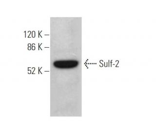 Sulf-2 Antibody (G-4) - Western Blotting - Image 374823