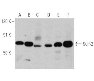 Sulf-2 Antibody (G-4) - Western Blotting - Image 360077The Double Nickase Plasmid features a U6 promoter for sgRNA expression, a 20 nt targeting sequence, and a gRNA scaffold to guide Cas9n. It includes a CBh promoter for Cas9n (D10A) and puromycin resistance, GFP for transfection verification, and nuclear localization signals (NLS). The 2A peptide allows co-expression of Cas9n and Puro from a single promoter, enabling precise genome editing with reduced off-target effects.