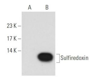 Sulfiredoxin Antibody (B-10) - Western Blotting - Image 108943 