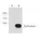Sulfiredoxin Antibody (B-10) - Western Blotting - Image 108943 
