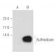 Sulfiredoxin Antibody (B-10) - Western Blotting - Image 108945