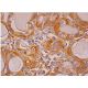 Sulfiredoxin Antibody (B-4) - Immunohistochemistry - Image 286415 