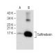 Sulfiredoxin Antibody (B-4) - Western Blotting - Image 150573 