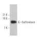 Sulfiredoxin Antibody (B-4) - Western Blotting - Image 363968