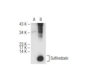 Sulfiredoxin Antibody (E-2) - Western Blotting - Image 99708 