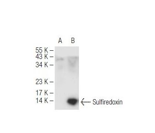 Sulfiredoxin Antibody (E-7) - Western Blotting - Image 84101 