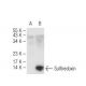 Sulfiredoxin Antibody (E-7) - Western Blotting - Image 84101 