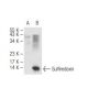 Sulfiredoxin Antibody (E-7) - Western Blotting - Image 84103
