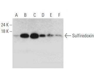 Sulfiredoxin Antibody (H-10) - Western Blotting - Image 333593 