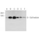 Sulfiredoxin Antibody (H-10) - Western Blotting - Image 333593 
