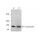 Sulfiredoxin Antibody (H-10) - Western Blotting - Image 349115 