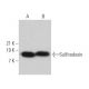 Sulfiredoxin Antibody (H-10) - Western Blotting - Image 363978