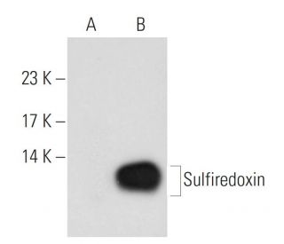 Sulfiredoxin Antibody (B-10) - Western Blotting - Image 108945 