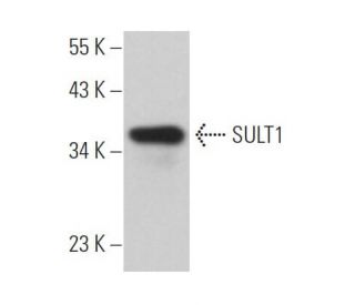 SULT1 Antibody (B-4) - Western Blotting - Image 366338 