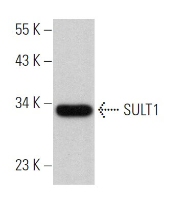 SULT1 Antibody B 4 SCBT Santa Cruz Biotechnology