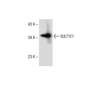 SULT1E1 Antibody (E-12) - Western Blotting - Image 151763 