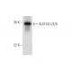 SULT2A1/2/5 Antibody (B-2) - Western Blotting - Image 312018
