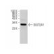 SULT2A1 Antibody (H-6) - Western Blotting - Image 377094
