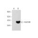 SULT2B1 Antibody (C-1) - Western Blotting - Image 72476