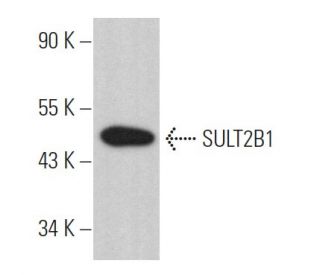 SULT2B1 Antibody (C-1) - Western Blotting - Image 364355 
