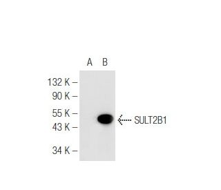 SULT2B1 Antibody (C-3) - Western Blotting - Image 81188