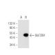 SULT2B1 Antibody (C-3) - Western Blotting - Image 81188