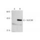 SULT2B1 Antibody (G-3) - Western Blotting - Image 73237
