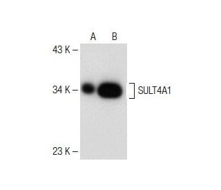 SULT4A1 Antibody (B-3) - Western Blotting - Image 151207 