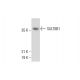SULT6B1 Antibody (B-4) - Western Blotting - Image 308364