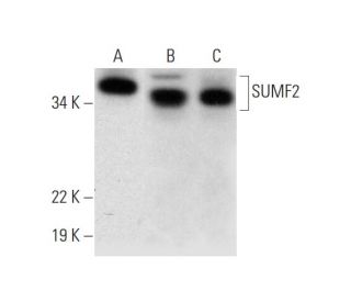 SUMF2 Antibody (D-3) - Western Blotting - Image 292099 