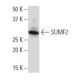 SUMF2 Antibody (SJ-5) - Western Blotting - Image 34101