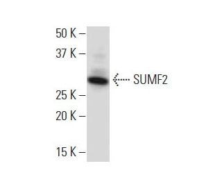 SUMF2 Antibody (SJ-5) - Western Blotting - Image 34101