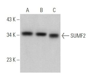 SUMF2 Antibody (D-3) - Western Blotting - Image 371271