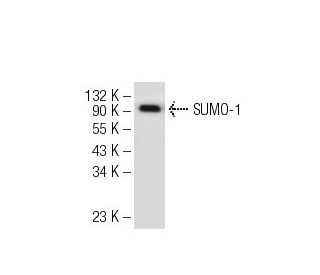 SUMO-1 Antibody (66AT1273.94) - Western Blotting - Image 52171 