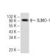 SUMO-1 Antibody (66AT1273.94) - Western Blotting - Image 52171 